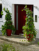 Ipomoea tricolor (Prunkwinde), Tropaeolum (Kapuzinerkresse)