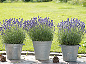 Lavandula 'Hidcote Blue' (Lavender) in zinc buckets