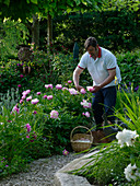 Mann mit Weidenkorb schneidet Paeonia (Pfingstrosen)