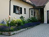 Beet am Hauseingang mit Lavandula (Lavendel), Rosa (Rosen)