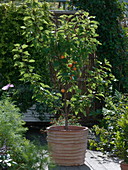 Prunus armeniaca 'Compacta' (Dwarf apricot tree)