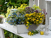 Freshly harvested herbs in wooden basket: Hypericum (St. John's wort)