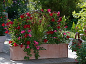 Kasten mit Mandevilla 'Pretty Red' (Dipladenie), Imperata cylindrica