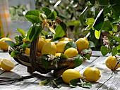 Zitronen-Tischdeko auf der Terrasse