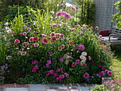Summery dahlia flower bed