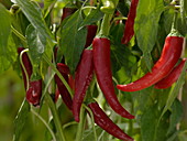 Capsicum annuum 'Cascabella' (hot chilli pepper)