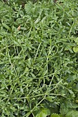 Burdock ragwort (Galium aparine)