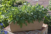 Salvia officinalis (kitchen sage) in terracotta box