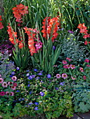 Gladiolus (Gladiolen), Zinnia (Zinnien), Geranium 'Rozanne'