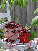 Small metal bucket with freshly picked sour cherries