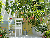 Datura 'Pink Favourite' und arborea (Engelstrompeten), Solanum rantonnetii
