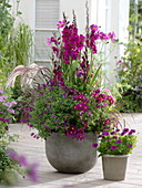 Kübel bepflanzt mit magenta- und purpurfarbenen Pflanzen