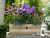 Wooden box planted with perennials and grasses