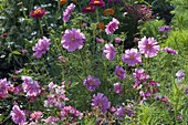 Cosmos bipinnatus 'Psyche Mix' (double jewel basket)