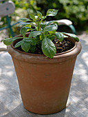 Dahlia in terracotta pot (2/3)