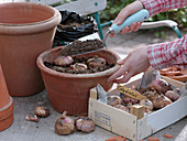 Pull gladioli into terracotta tubs