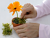 Marigolds in clay pots 5/6