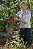 Young woman harvesting peppers