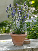 Hyssopus (hyssop) flowering in terracotta pot