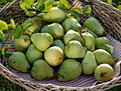 Freshly harvested pear 'Clapp's Liebling' in wicker basket