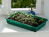 Tomato seeding in the room greenhouse on the windowsill