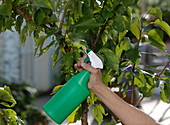 Prunus armeniaca (Aprikosenbaum) beim Sprühen von Pflanzenschutz