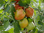 Lycopersicon 'Ochsenherz' (Tomaten)