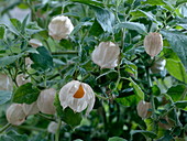Physalis peruviana (Andean berry)