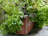 Lactuca 'Babyleaf-Mix' (lettuce) in terracotta boxes