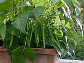 Phaseolus vulgaris 'Sixta' (bush bean) in terracotta box