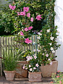 Mandevilla splendens with large pink flowers, Mandevilla Sundaville