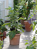 Mini aubergine 'Picola' (Solanum melongena) in terracotta pot
