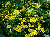 Helenium 'Kanaria' (Sunflower)