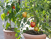 Lycopersicon 'Ochsenherz' syn. 'Fourstar f1' (Tomate), Capsicum