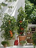 Lycopersicon 'Orange Favorite' 'Oxheart' syn. 'Fourstar F1' (tomatoes)