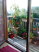 Balcony with Lycopersicon (tomato), Capsicum annuum (pepper), Phaseolus