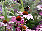 Butterfly on red coneflower blossom