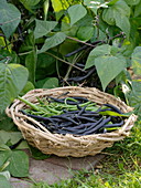 Basket of freshly picked beans, green and purple
