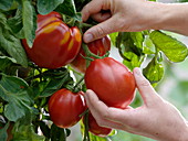 Lycopersicon 'Ochsenherz' syn. 'Fourstar f1' (Tomate) wird geerntet