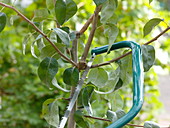 Sommerschnitt an Pyrus (Birnbaum), auslichten mit einer Säge