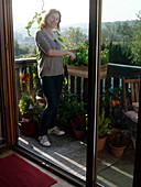 Woman harvesting basil (Ocimum basil) on balcony