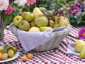 Korb mit frisch gepflückten Birnen