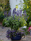 Salvia Farinacea (Mehlsalbei) unterpflanzt mit Scaevola 'New Wonder'