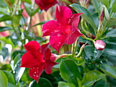 Mandevilla Sundaville 'Red' (Dipladenie)