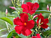 Mandevilla x amabilis (Dipladenia)