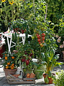 Naschterrasse mit Tomaten und Paprika