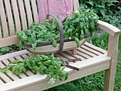 Freshly harvested basil 'Great Green Genoveser'