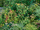 Hypericum androsaemum und inodorum (Johanniskraut), Spiraea japonica