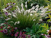 Pennisetum alopecuroides 'Hameln' (foxtail fountain grass)