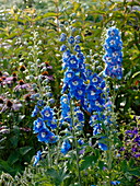 Delphinium elatum 'Royal Aspirations' (Delphinium)